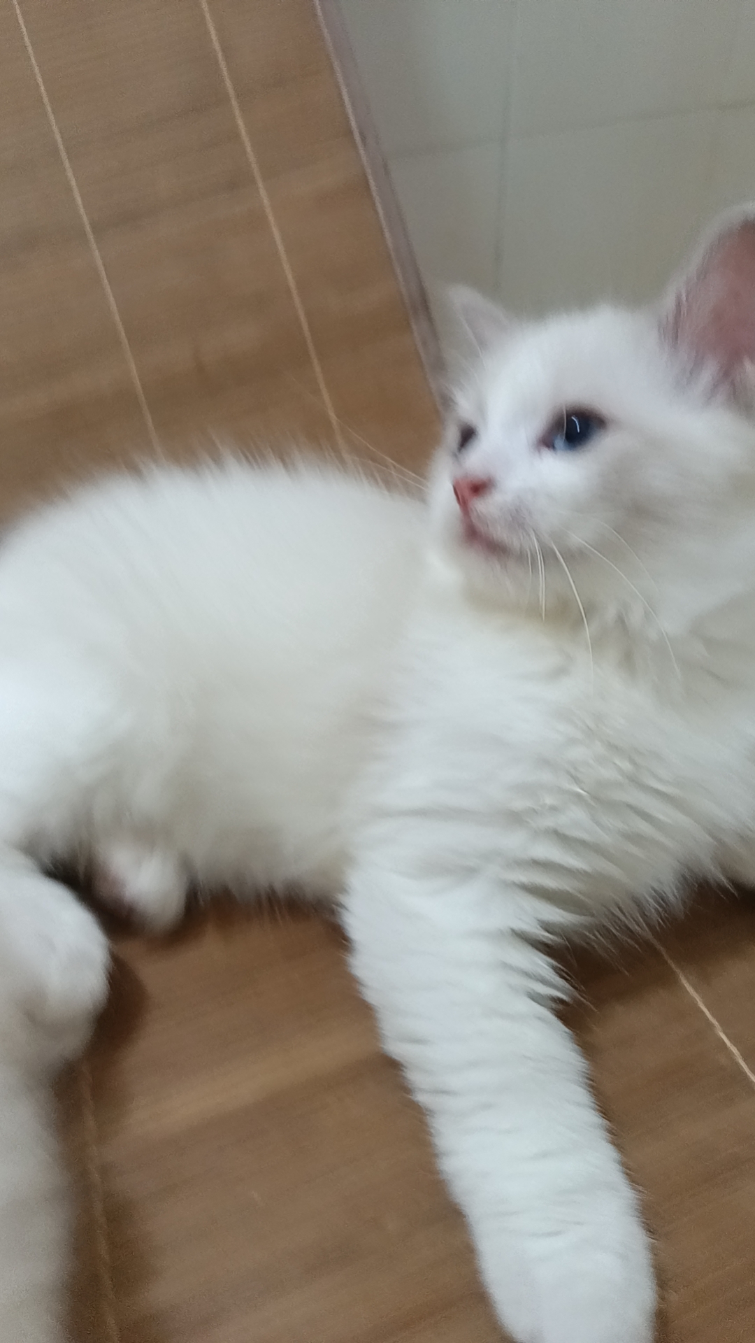 自己家养的布偶猫咪